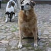 Lebensplatz/ Zuhause für Seniorin BUNI (Tierschutz) gesucht!