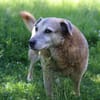 Lebensplatz/ Zuhause für Seniorin BUNI (Tierschutz) gesucht!