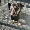 MILLY HAT GROßE HOFFNUNG AUF EIN NEUES ZUHAUSE