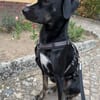 MILLY HAT GROßE HOFFNUNG AUF EIN NEUES ZUHAUSE