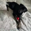 MILLY HAT GROßE HOFFNUNG AUF EIN NEUES ZUHAUSE