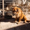 Sanfter ♥ Oscar ♥ wartet schon in 74749 Rosenberg