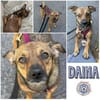 DAINA * zauberhafte Familienhündin