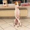 🐾 Lotta sucht ein neues Zuhause  für immer! ❤