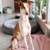 🐾 Lotta sucht ein neues Zuhause  für immer! ❤