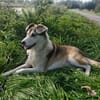 Naomi - leinenführig, neugierig - in DE