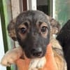 MIKA ist ein süßer kleiner Hundejunge