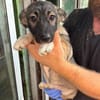 MIKA ist ein süßer kleiner Hundejunge