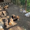 MIKA ist ein süßer kleiner Hundejunge