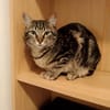 liebenswerte Nala bei München (ALM)