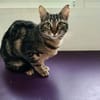 liebenswerte Nala bei München (ALM)