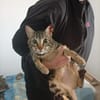 liebenswerte Nala bei München (ALM)