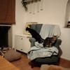 liebenswerte Nala bei München (ALM)