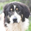 Peppe sucht eine liebe Familie ohne Kinder