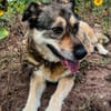 liebe Hundeomi Shalimar auf PS in 90475