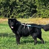 Finlay, ein treuer Herzenshund sucht seine Menschen!❤