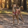 Ruby - verschmust, sportlich - BEREITS IN DE