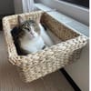 Piaget (mit Lilú)- ein Kuschelkater, verschmust & anhänglich