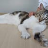 Piaget (mit Lilú)- ein Kuschelkater, verschmust & anhänglich