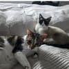 Piaget (mit Lilú)- ein Kuschelkater, verschmust & anhänglich