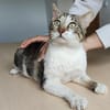Piaget (mit Lilú)- ein Kuschelkater, verschmust & anhänglich