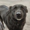 Raven - unkomplizierter Seniorenhund