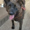 Raven - unkomplizierter Seniorenhund