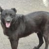 Raven - unkomplizierter Seniorenhund