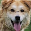 Bailey - hübscher, aufgeweckter Rüde