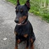Enzo - kein einfacher Dobermann