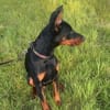 Enzo - kein einfacher Dobermann