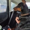 Enzo - kein einfacher Dobermann