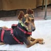 Rusty1 sucht sein Zuhause - NEUE FOTOS!!