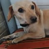 Lucy  sucht Menschen mit Herz