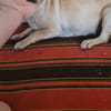Lucy  sucht Menschen mit Herz