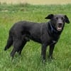Katzenverträglicher Hütehundmischling Toni sucht Familie