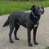 Katzenverträglicher Hütehundmischling Toni sucht Familie