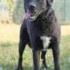 Katzenverträglicher Hütehundmischling Toni sucht Familie