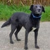 Katzenverträglicher Hütehundmischling Toni sucht Familie