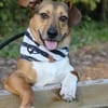 Milo -kinderlieb und eine Seele von Hund