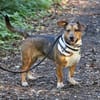 Milo -kinderlieb und eine Seele von Hund