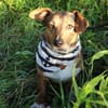 Milo -kinderlieb und eine Seele von Hund