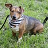 Milo -kinderlieb und eine Seele von Hund
