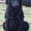 Frieda