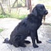 Frieda