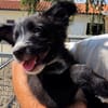 Gandja (en cours d'adoption)