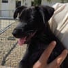 Bandit ( En cours d'adoption )