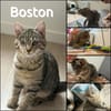BOSTON
