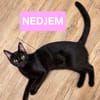 NEDJEM ET ABASI