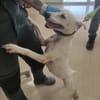 MAYA (Maria)